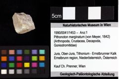 Foto (Objket + Etiketten) von Mesogalathea striata (Remeš, 1895) 